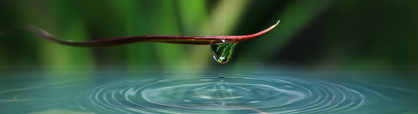 Ein Tropfen an einem Blatt und Schwingungen im Wasser